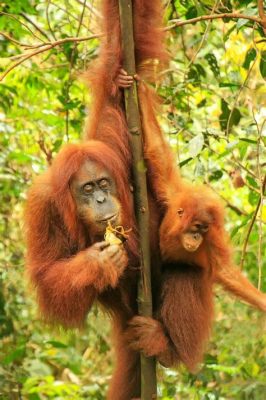 Vườn Quốc Gia Gunung Leuser: Nơi Trú Ngụ Của Loài Khỉ Đỏ Rất Hiếm!